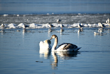 White swans floating in the pond in winter time,elegance in wild bird, beautiful nature photo
