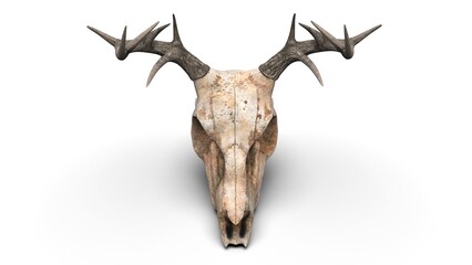 Deer skull - top down view