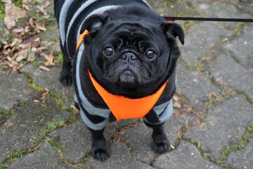 Schwarzer Mops-Hund mit Winterkleidung auf der Straße im Winter