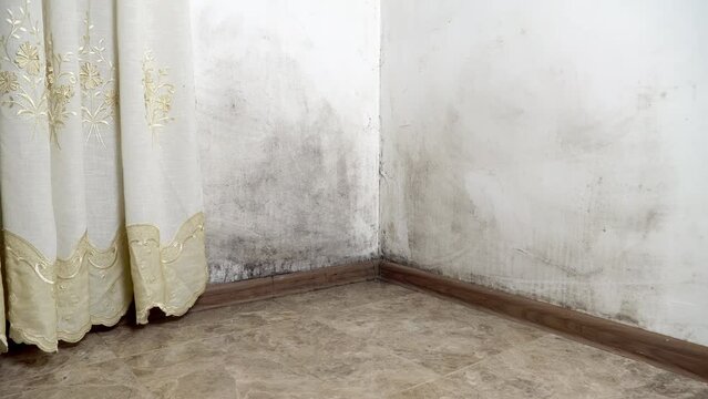 Mold in the house. Black mold on the walls. The apartment is located in a humid, unventilated environment. Black mold has grown on the white walls in the apartment room. Camera Movement stabilizer