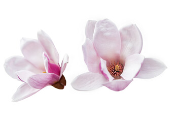 Fototapeta na wymiar Two magnolia flowers isolated on transparent background. close-up of beautiful magnolia flowers.