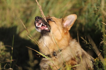 dog in the grass