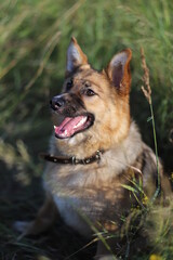 german shepherd dog  in the grass