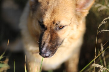 german shepherd dog in the grass