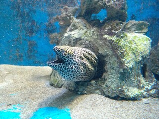 coral reef with fish
