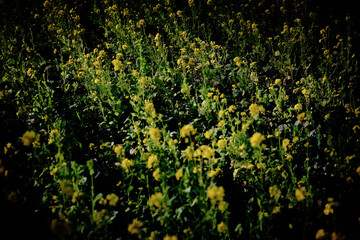 Obraz premium field of rape blossoms