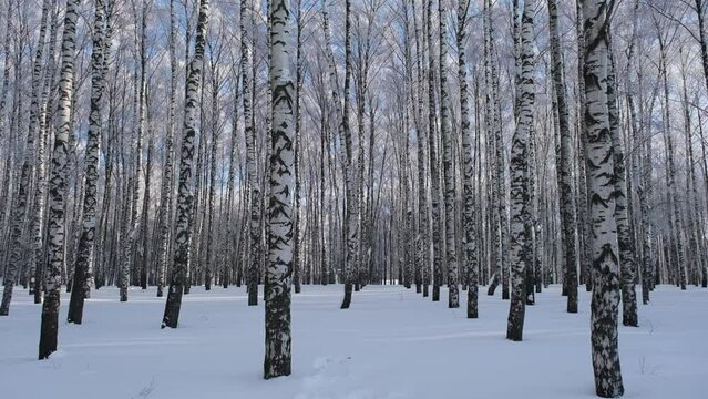 Trunks of winter birches on a sunny clear day