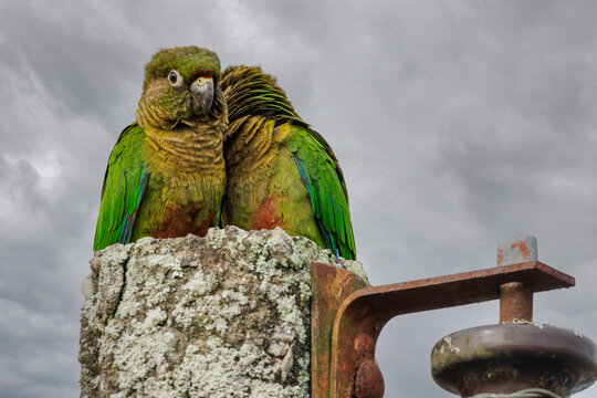 A pair of parakeets cuddling on top of a light pole