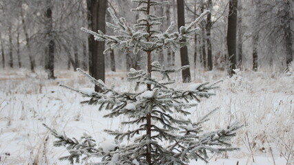 A young tree in a winter forest