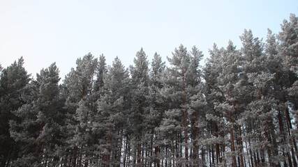 Full-length pine forest