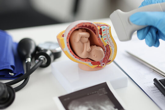 Doctor holding transducer for ultrasound examination in front of artificial model of human fetus in uterus closeup