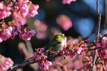 メジロと琉球寒緋桜　冬の陽射し　（高知県　高知市）