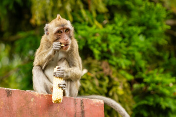 A wild monkey that descended from the mountain due to the eruption, is looking at the situation around it while looking for opportunities to get food around the park