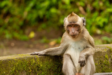 A wild monkey that came out of its habitat from the slopes of a mountain due to an eruption, is sitting pensive because it does not get food in human habitat