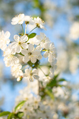 White tree flowers in spring