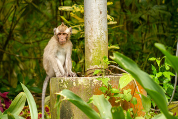 A wild monkey that descended from the mountain due to the eruption, is looking at the situation around it while looking for opportunities to get food around the park