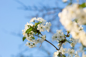 White tree flowers in spring