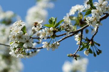 White tree flowers in spring