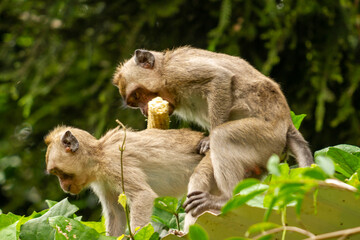 Two wild monkeys that came out of their habitat from the mountainside due to the eruption, are looking for food while having sexual activity in the park area used by humans
