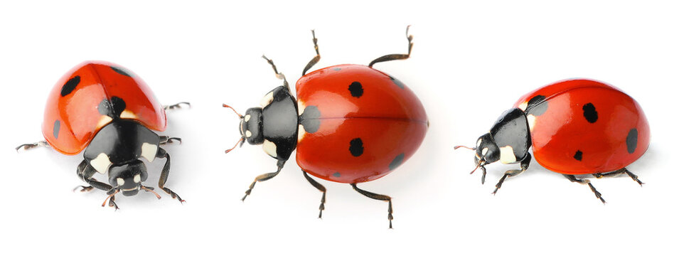 Set with beautiful ladybugs on white background. Banner design