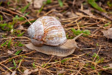 Weinbergschnecke