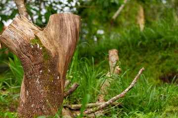 Obraz premium Selective focus on the surface of the bark which has a rough texture, slightly dry, and a characteristic brown colour of wood. Used for nature-themed backgrounds