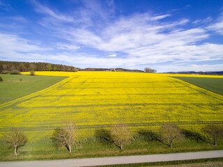 Obraz premium Luftaufnahme einer Baumreihe vor einem gelb blühenden Rapsfeld mit Drohne