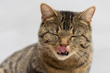 Fototapeta premium Portrait einer sitzenden Hauskatze dich sich mit geschlossenen Augen den Mund abschleckt vor neutral grauem Hintergrund