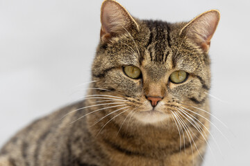 Portrait einer sitzenden Hauskatze mit weit geöffneten Augen vor neutral grauem Hintergrund