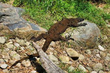 Large old lace monitor or tree goanna (Varanus varius) in the bush of eastern Victoria, Australia
