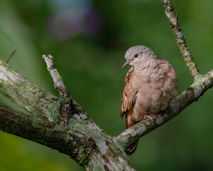 A little red-eyed dove perched on a tree branch