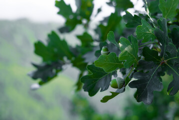 Little green acorns on a branch