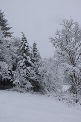 Idylle im Winterwald