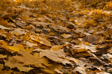 fallen leaves in the forest in autumn, blurred background