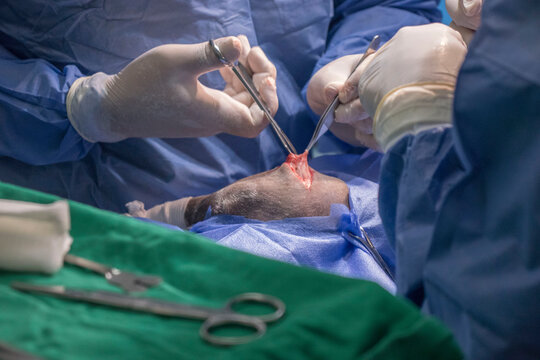 ortopedia veterinaria