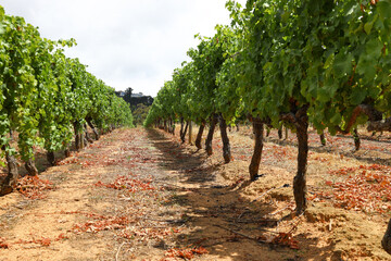 Naklejka premium Rows of trained vineyards with bright green leaves in full sunlight.