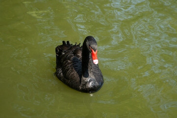 black swan in the lake