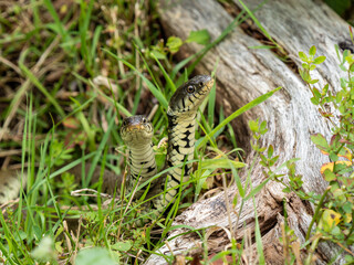 Grass Snake Portrait in Grass