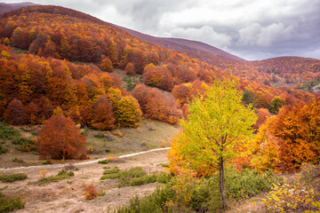 Obraz premium Autumn seasonal landscape with colorful trees and fogliage