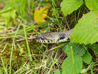 Grass Snake Head  Portrait in Grass