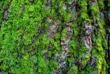 The texture is green. Moss on tree bark. 