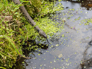 Grass Snake Drinking From a Pond