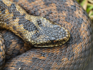 Close-up of Adder Snake Coiled Up
