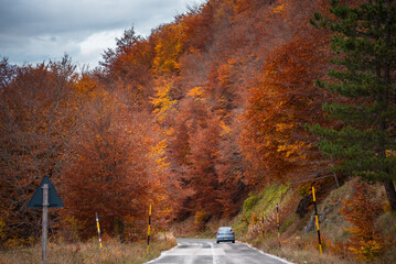 Fototapeta premium Autumn seasonal landscape with colorful trees and fogliage