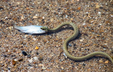 Natrix tessellata water snake on the beach