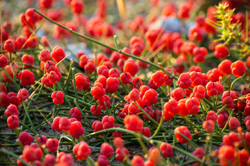 Ancient Medicinal Plant Ephedra. Plants of the genus Ephedra have traditionally been used by indigenous people for a variety of medicinal purposes