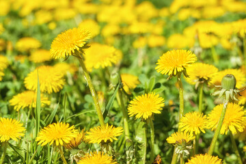 Close up of bright yellow flowers of dandelion on meadow field in sunny day, selective focus. Spring floral background.