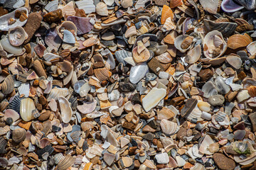 Sea shells on sand. Summer beach background. Top view