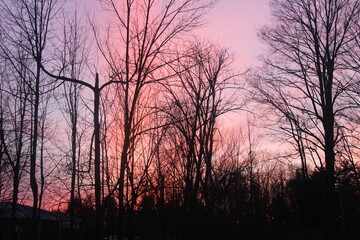 sunset in the forest