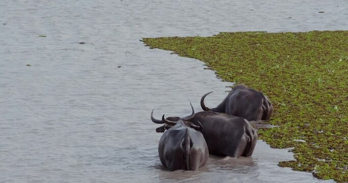 Wild buffalo in the lake for taking the grass or seaweed food in underwater